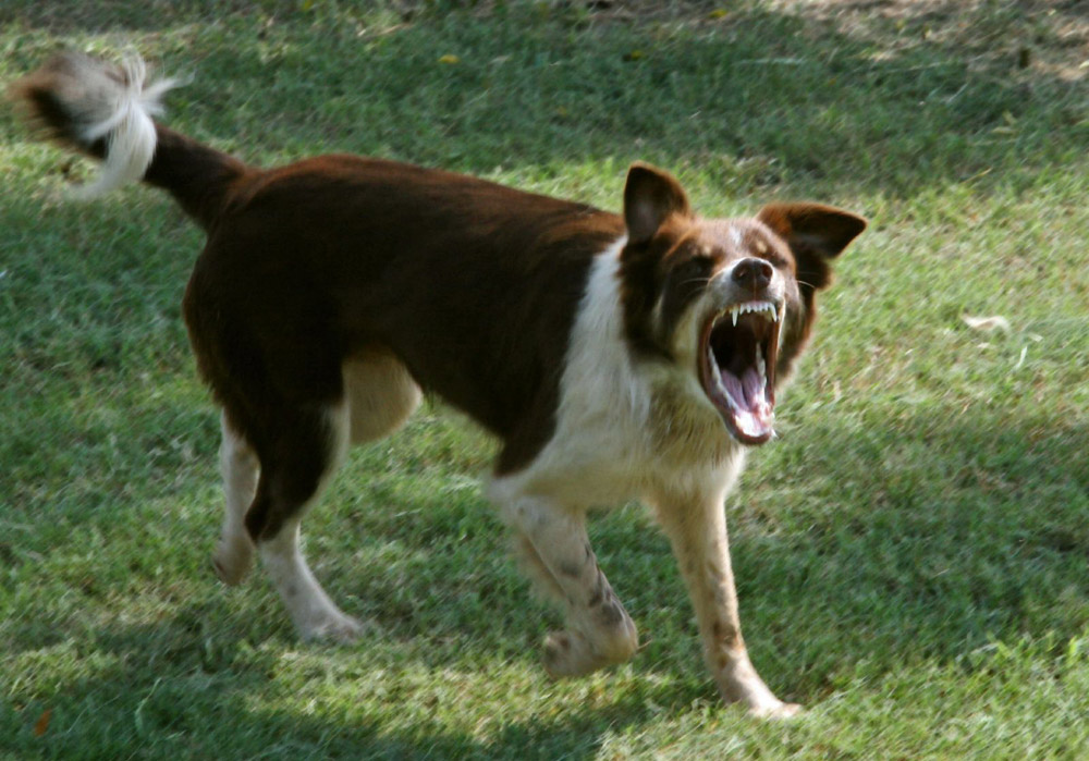 ¿Puedo Evitar Una Mordedura De Perro?