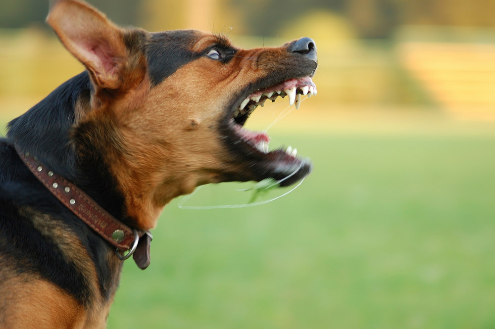 TRÁGICO ATAQUE DE PERRO EN FRESNO, CA